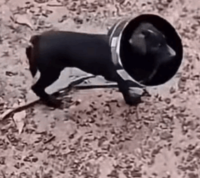 Part2 Animals Rescue #dogrescue #rescuedog #dogsofttiktok #foryoupage #foryou #dogs