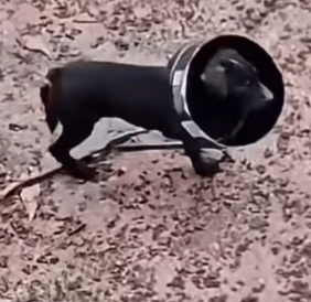 Part2 Animals Rescue #dogrescue #rescuedog #dogsofttiktok #foryoupage #foryou #dogs