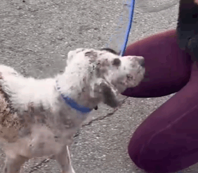 Part2 Animals Rescue #dogrescue #rescuedog #dogsofttiktok #foryoupage #foryou #dogs