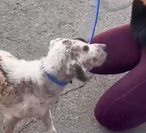 Part2 Animals Rescue #dogrescue #rescuedog #dogsofttiktok #foryoupage #foryou #dogs