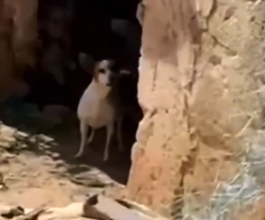 Part2 Animals Rescue #dogrescue #rescuedog #dogsofttiktok #foryoupage #foryou #dogs