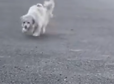 Part2 Animals Rescue #dogrescue #rescuedog #dogsofttiktok #foryoupage #foryou #dogs