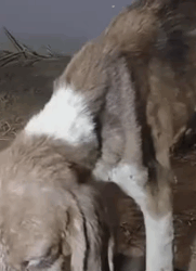 Part2 Animals Rescue #dogrescue #rescuedog #dogsofttiktok #foryoupage #foryou #dogs