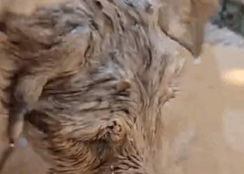 Part2 Animals Rescue #dogrescue #rescuedog #dogsofttiktok #foryoupage #foryou #dogs