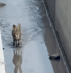 Part2 Animals Rescue #dogrescue #rescuedog #dogsofttiktok #foryoupage #foryou #dogs