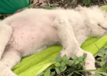 Part2 Animals Rescue #dogrescue #rescuedog #dogsofttiktok #foryoupage #foryou #dogs