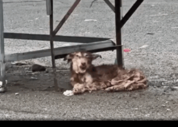 Part2 Animals Rescue #dogrescue #rescuedog #dogsofttiktok #foryoupage #foryou #dogs