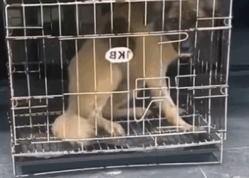 Part2 Animals Rescue #dogrescue #rescuedog #dogsofttiktok #foryoupage #foryou #dogs