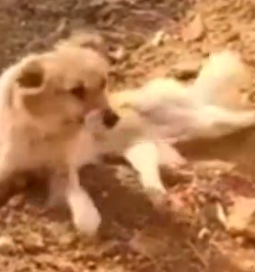 Part2 Animals Rescue #dogrescue #rescuedog #dogsofttiktok #foryoupage #foryou #dogs