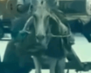 Part2 Animals Rescue #dogrescue #rescuedog #dogsofttiktok #foryoupage #foryou #dogs