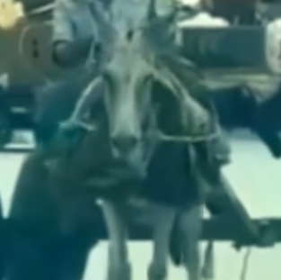 Part2 Animals Rescue #dogrescue #rescuedog #dogsofttiktok #foryoupage #foryou #dogs