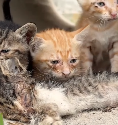 Part2 Animals Rescue #dogrescue #rescuedog #dogsofttiktok #foryoupage #foryou #dogs