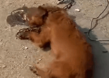 Part2 Animals Rescue #dogrescue #rescuedog #dogsofttiktok #foryoupage #foryou #dogs
