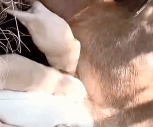 Part2 Animals Rescue #dogrescue #rescuedog #dogsofttiktok #foryoupage #foryou #dogs