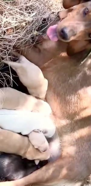 Part2 Animals Rescue #dogrescue #rescuedog #dogsofttiktok #foryoupage #foryou #dogs