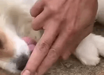 Part2 Animals Rescue #dogrescue #rescuedog #dogsofttiktok #foryoupage #foryou #dogs