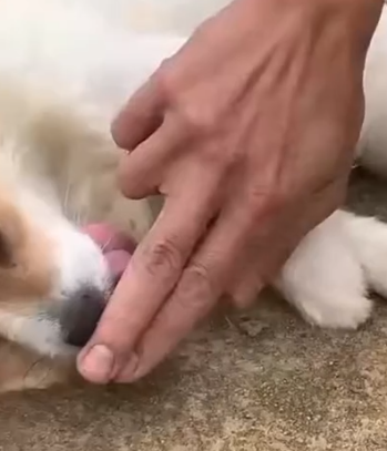 Part2 Animals Rescue #dogrescue #rescuedog #dogsofttiktok #foryoupage #foryou #dogs