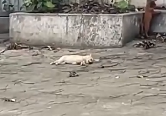 Part2 Animals Rescue #dogrescue #rescuedog #dogsofttiktok #foryoupage #foryou #dogs