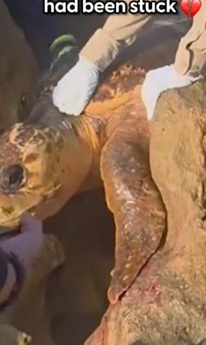 Part2 Animals Rescue #dogrescue #rescuedog #dogsofttiktok #foryoupage #foryou #dogs