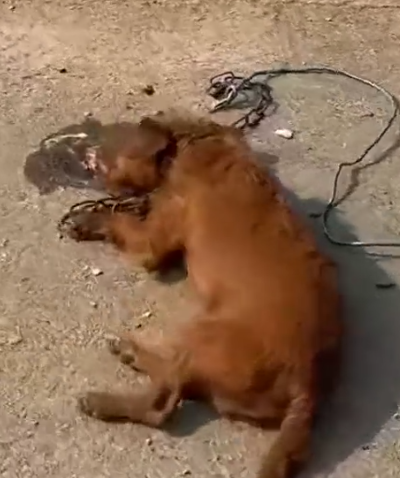 Part2 Animals Rescue #dogrescue #rescuedog #dogsofttiktok #foryoupage #foryou #dogs