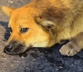 Body covered in wounds, this animal couldn’t even cry_part2