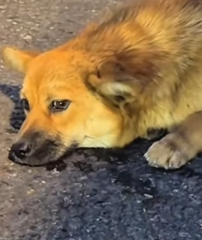 Body covered in wounds, this animal couldn’t even cry_part2