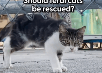 Part2 Animals Rescue #dogrescue #rescuedog #dogsofttiktok #foryoupage #foryou #dogs