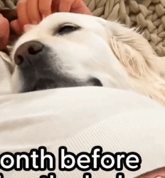 Dog Can’t Wait To Meet Her Baby Sister_part2