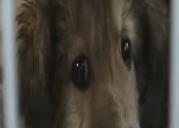 Part2 Animals Rescue #dogrescue #rescuedog #dogsofttiktok #foryoupage #foryou #dogs