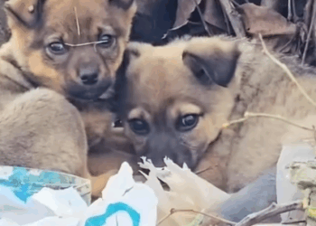 Part2 Animals Rescue #dogrescue #rescuedog #dogsofttiktok #foryoupage #foryou #dogs