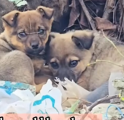 Part2 Animals Rescue #dogrescue #rescuedog #dogsofttiktok #foryoupage #foryou #dogs