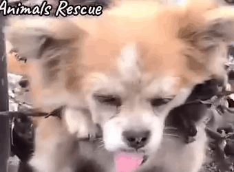 Part2 Animals Rescue #dogrescue #rescuedog #dogsofttiktok #foryoupage #foryou #dogs