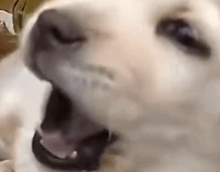 Part2 Animals Rescue #dogrescue #rescuedog #dogsofttiktok #foryoupage #foryou #dogs