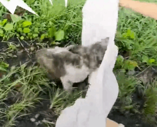 Part2 Animals Rescue #dogrescue #rescuedog #dogsofttiktok #foryoupage #foryou #dogs