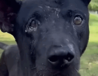 Part2 Animals Rescue #dogrescue #rescuedog #dogsofttiktok #foryoupage #foryou #dogs