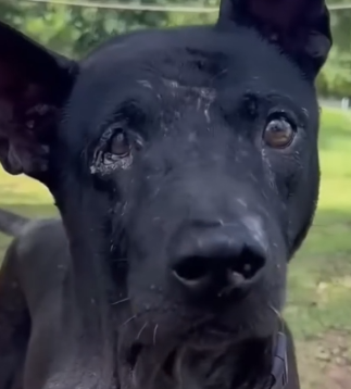 Part2 Animals Rescue #dogrescue #rescuedog #dogsofttiktok #foryoupage #foryou #dogs