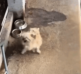 Part2 Animals Rescue #dogrescue #rescuedog #dogsofttiktok #foryoupage #foryou #dogs