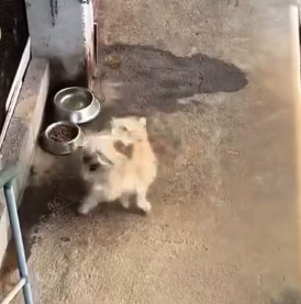 Part2 Animals Rescue #dogrescue #rescuedog #dogsofttiktok #foryoupage #foryou #dogs