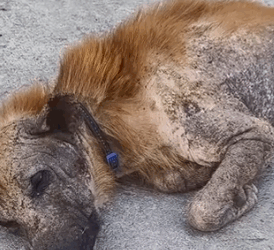 Part2 Animals Rescue #dogrescue #rescuedog #dogsofttiktok #foryoupage #foryou #dogs