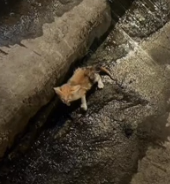 Part2 Animals Rescue #dogrescue #rescuedog #dogsofttiktok #foryoupage #foryou #dogs