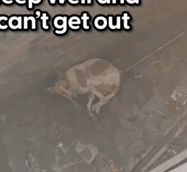 Part2 Animals Rescue #dogrescue #rescuedog #dogsofttiktok #foryoupage #foryou #dogs