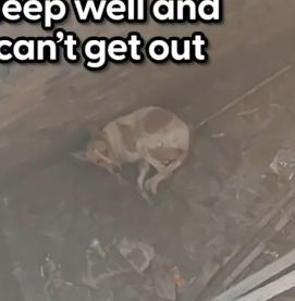 Part2 Animals Rescue #dogrescue #rescuedog #dogsofttiktok #foryoupage #foryou #dogs