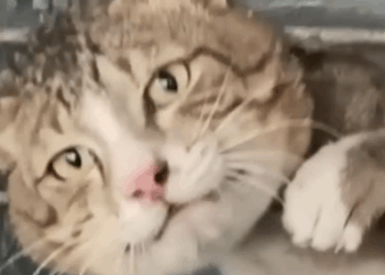 Part2 Animals Rescue #dogrescue #rescuedog #dogsofttiktok #foryoupage #foryou #dogs