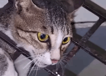 Part2 Animals Rescue #dogrescue #rescuedog #dogsofttiktok #foryoupage #foryou #dogs