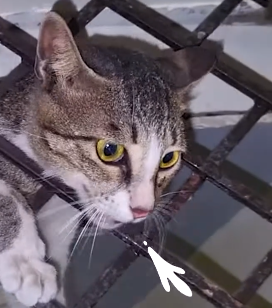 Part2 Animals Rescue #dogrescue #rescuedog #dogsofttiktok #foryoupage #foryou #dogs