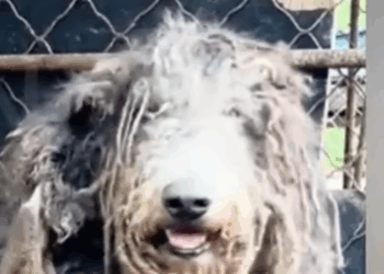 Part2 Animals Rescue #dogrescue #rescuedog #dogsofttiktok #foryoupage #foryou #dogs