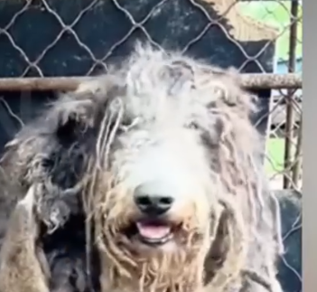 Part2 Animals Rescue #dogrescue #rescuedog #dogsofttiktok #foryoupage #foryou #dogs