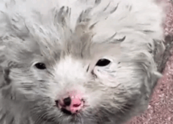 Part2 Animals Rescue #dogrescue #rescuedog #dogsofttiktok #foryoupage #foryou #dogs