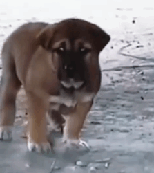 Part2 Animals Rescue #dogrescue #rescuedog #dogsofttiktok #foryoupage #foryou #dogs