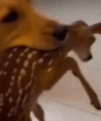 Part2 Animals Rescue #dogrescue #rescuedog #dogsofttiktok #foryoupage #foryou #dogs